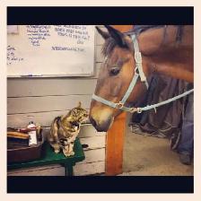 Horse Creek Stables - Boarding North of Cochrane - Photo 6
