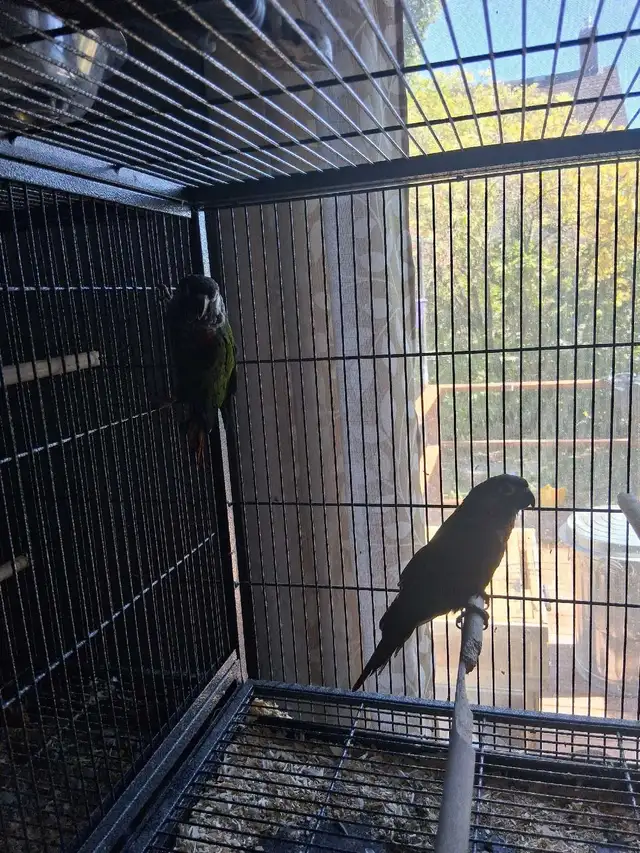 Bird for sale