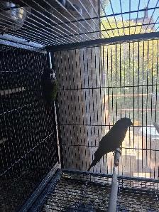 Bird for sale