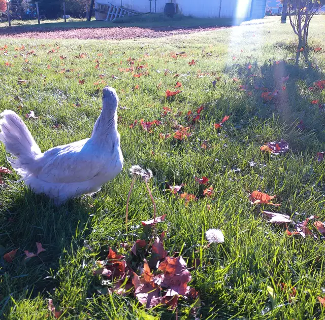 Purebred Lavender Orpington PULLETS