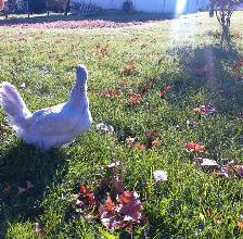 Purebred Lavender Orpington PULLETS