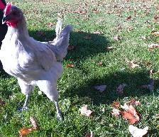 Purebred Lavender Orpington PULLETS - Photo 3