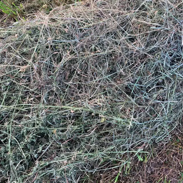 Horse hay