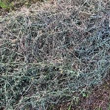 Horse hay