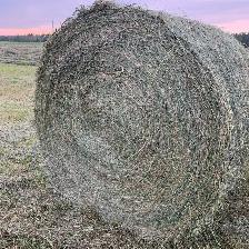 Horse hay - Photo 2