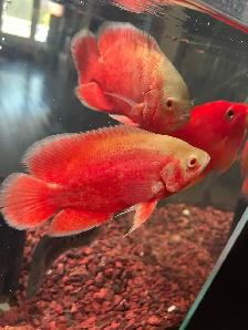 fish aquarium