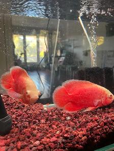 fish aquarium - Photo 2