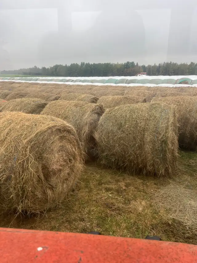 Grass hay