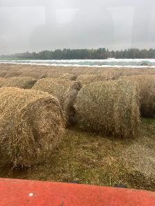 Grass hay