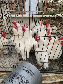meat chickens