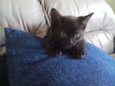 kitten / chatton