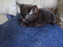 kitten / chatton - Photo 2