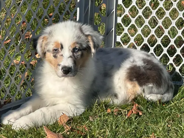 chiot berger australien (femelle)