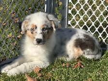 chiot berger australien (femelle)