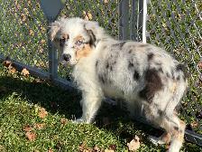chiot berger australien (femelle) - Photo 2