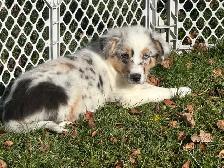 chiot berger australien (femelle) - Photo 3