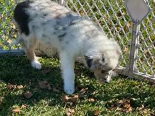 chiot berger australien (femelle) - Photo 4