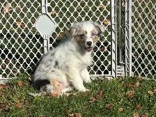 chiot berger australien (femelle) - Photo 5
