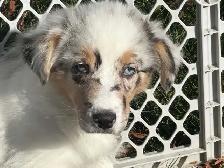 chiot berger australien (femelle) - Photo 6