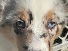 chiot berger australien (femelle) - Photo 7
