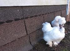 STUNNING SILKIE PULLETS/HENS