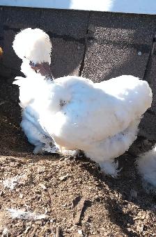 STUNNING SILKIE PULLETS/HENS - Photo 2