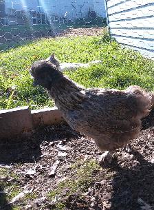STUNNING SILKIE PULLETS/HENS - Photo 3