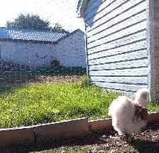 STUNNING SILKIE PULLETS/HENS - Photo 4