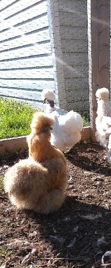 STUNNING SILKIE PULLETS/HENS - Photo 5