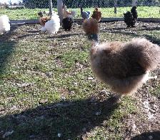 STUNNING SILKIE PULLETS/HENS - Photo 6
