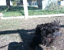 STUNNING SILKIE PULLETS/HENS - Photo 8