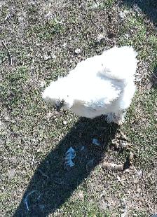 STUNNING SILKIE PULLETS/HENS - Photo 9