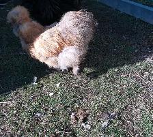STUNNING SILKIE PULLETS/HENS - Photo 10