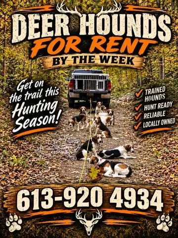 Deer Hounds available
