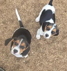 Deer Hounds available - Photo 2