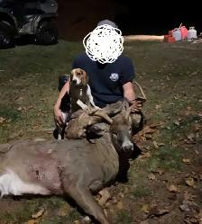 Deer Hounds available - Photo 4