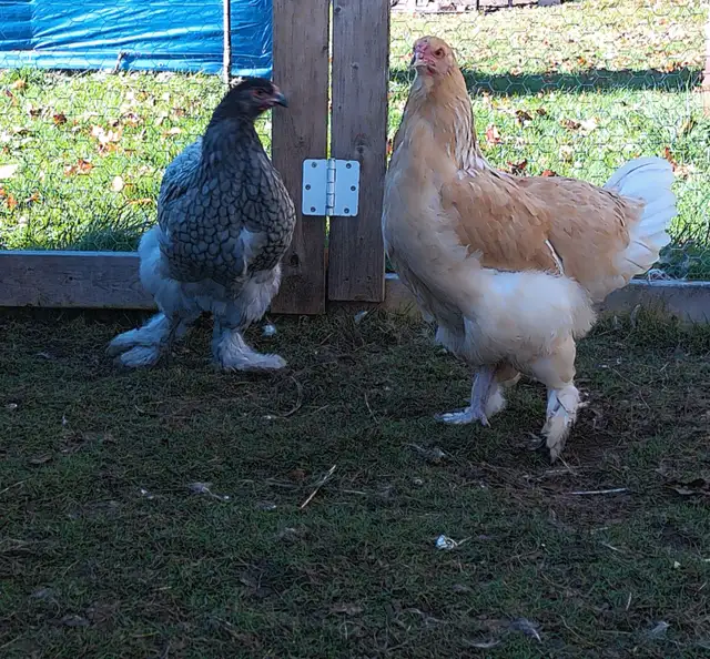 2 Brahma Pullets