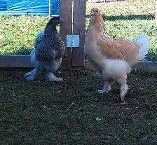 2 Brahma Pullets