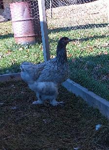 2 Brahma Pullets - Photo 2