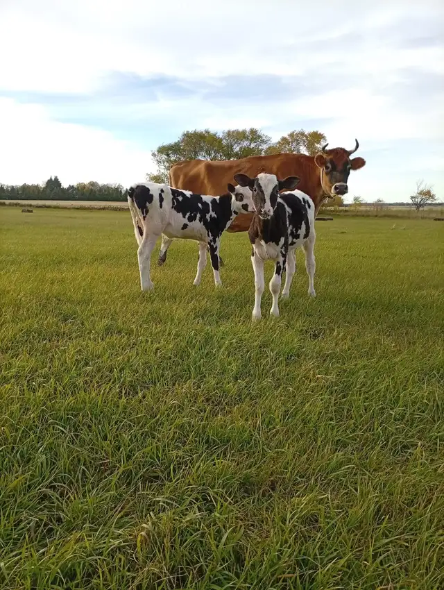 Holstein heifer, 3 months old