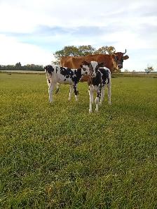 Holstein heifer, 3 months old