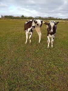 Holstein heifer, 3 months old - Photo 2
