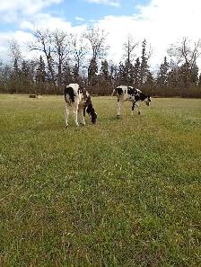 Holstein heifer, 3 months old - Photo 3