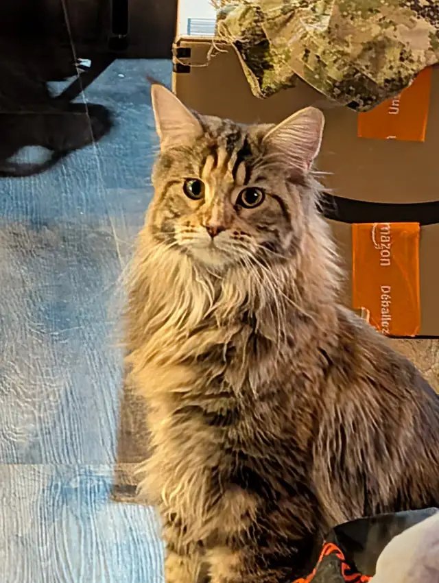 Maine Coon Kittens Ready to Go!