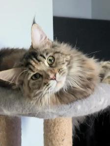 Maine Coon Kittens Ready to Go! - Photo 2