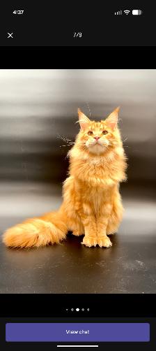 Maine Coon Kittens Ready to Go! - Photo 3