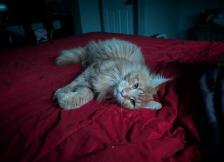 Maine Coon Kittens Ready to Go! - Photo 4
