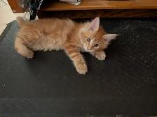 Maine Coon Kittens Ready to Go! - Photo 5