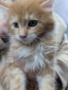 Maine Coon Kittens Ready to Go! - Photo 6