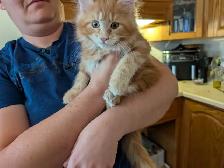 Maine Coon Kittens Ready to Go! - Photo 7